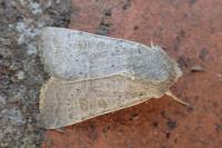 Hoplodrina ambigua