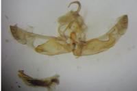 Hoplodrina ambigua
