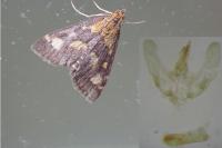 Pyrausta purpuralis