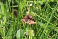 Euclidia glyphica