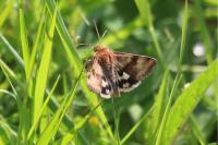 Heliothis viriplaca