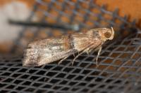 Acrobasis tumidana