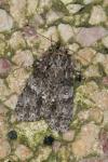 Acronicta rumicis