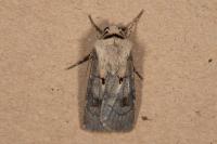 Agrotis exclamationis exclamationis
