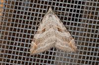 Aplocera efformata