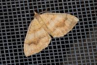 Camptogramma bilineata