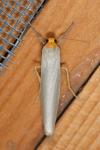 Eilema caniola