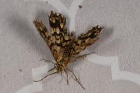 Chiasmia clathrata