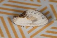 Cilix glaucata