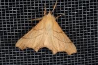 Ennomos erosaria