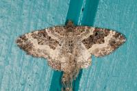 Epirrhoe alternata