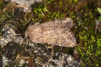 Luperina testacea