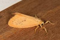 Miltochrista miniata