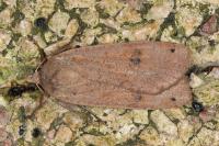 Noctua pronuba