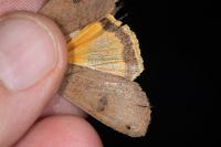 Noctua pronuba