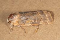 Noctua fimbriata