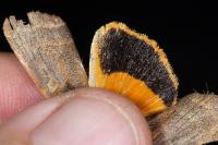 Noctua fimbriata