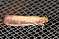 Oncocera semirubella
