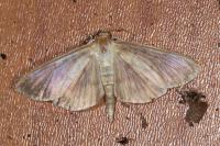 Patania ruralis