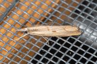 Agriphila geniculea