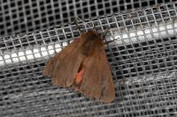Phragmatobia fuliginosa