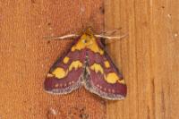Pyrausta purpuralis