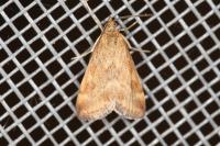 Pyrausta despicata