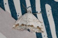 Scopula ornata
