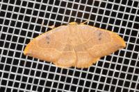 Watsonalla binaria
