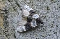 Cosmorhoe ocellata