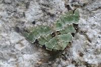 Colostygia pectinataria