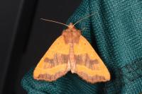 Atethmia centrago