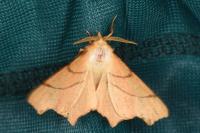 Ennomos erosaria