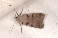 Eugnorisma glareosa