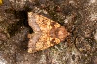 Gortyna flavago
