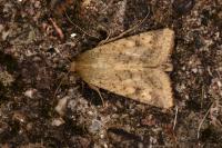 Helicoverpa armigera