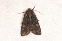 Mniotype satura