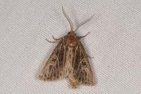 Tholera decimalis