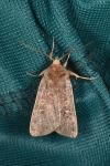 Xestia xanthographa