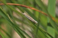 Crambus pascuella