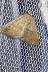 Pachycnemia tibiaria tibiaria