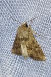 Luperina testacea