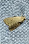 Xestia castanea