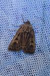 Tholera decimalis