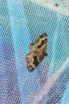 Epirrhoe alternata