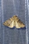 Cymatophorina diluta