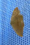 Watsonalla binaria