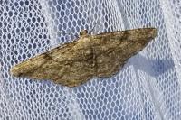 Peribatodes rhomboidaria rhomboidaria