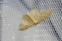 Idaea straminata