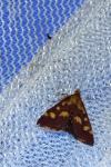 Pyrausta purpuralis